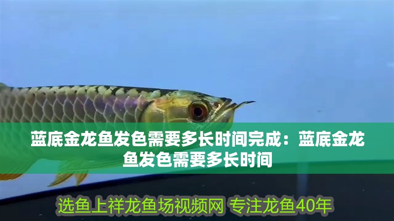 藍底金龍魚發色需要多長時間完成：藍底金龍魚發色需要多長時間