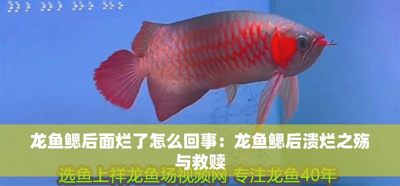 龍魚鰓后面爛了怎么回事：龍魚鰓后潰爛之殤與救贖