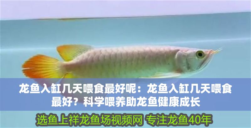 龍魚入缸幾天喂食最好呢：龍魚入缸幾天喂食最好？科學喂養助龍魚健康成長
