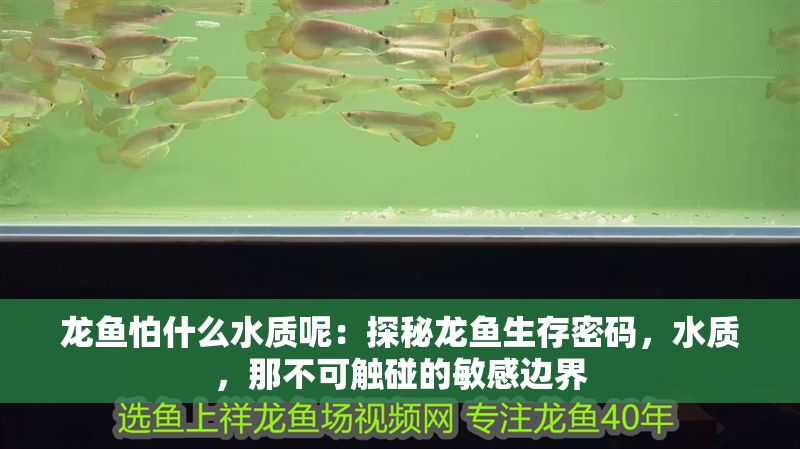 龍魚怕什么水質呢：探秘龍魚生存密碼，水質，那不可觸碰的敏感邊界
