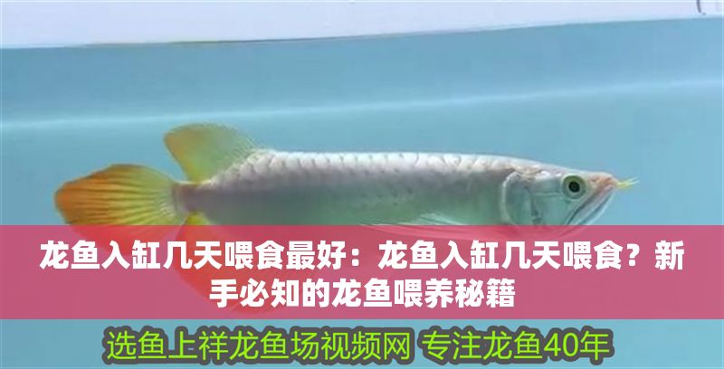 龍魚入缸幾天喂食最好：龍魚入缸幾天喂食？新手必知的龍魚喂養(yǎng)秘籍