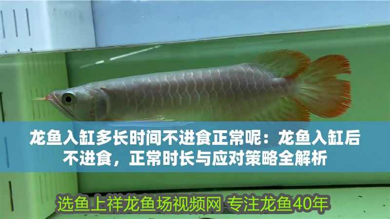 龍魚入缸多長時間不進食正常呢：龍魚入缸后不進食，正常時長與應對策略全解析