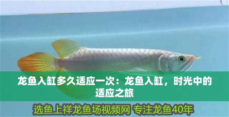 龍魚入缸多久適應一次：龍魚入缸，時光中的適應之旅