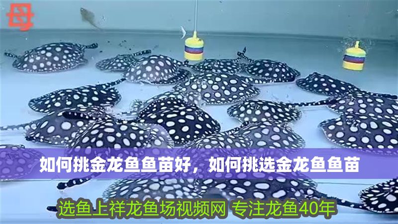 如何挑金龍魚魚苗好，如何挑選金龍魚魚苗