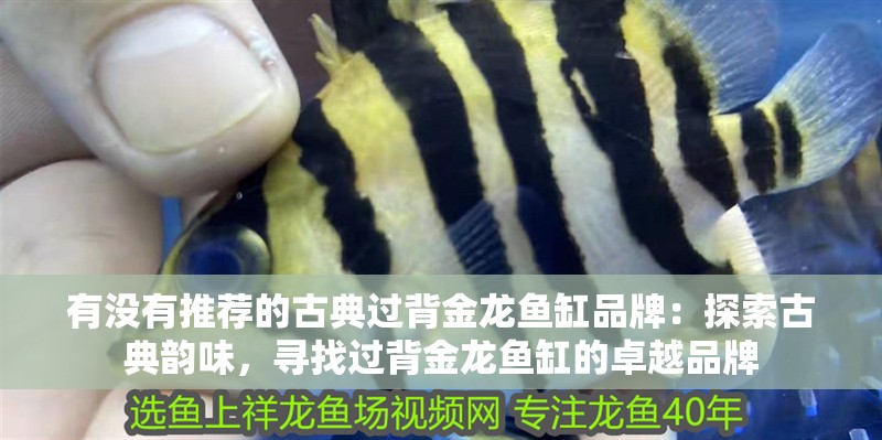 有沒有推薦的古典過背金龍魚缸品牌：探索古典韻味，尋找過背金龍魚缸的卓越品牌