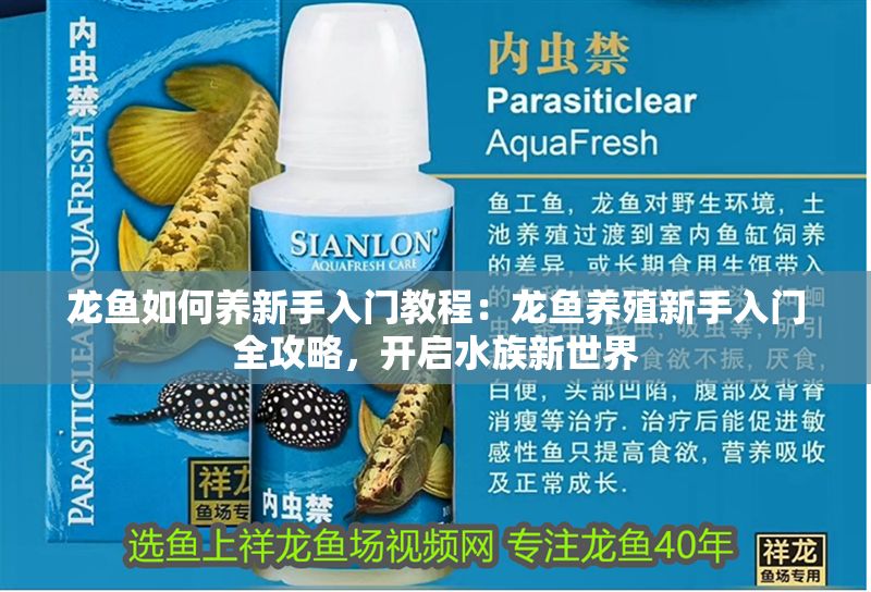 龍魚如何養新手入門教程：龍魚養殖新手入門全攻略，開啟水族新世界
