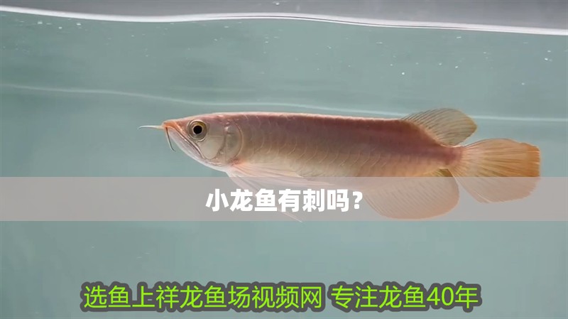 小龍魚有刺嗎？ 小龍魚有刺嗎？ 龍魚百科