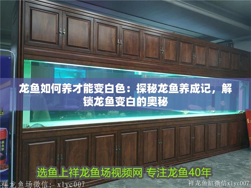 龍魚如何養才能變白色：探秘龍魚養成記，解鎖龍魚變白的奧秘