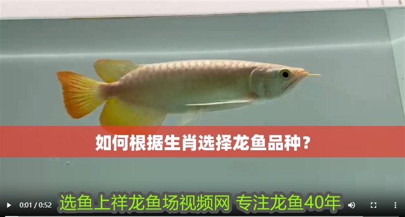 如何根據生肖選擇龍魚品種？