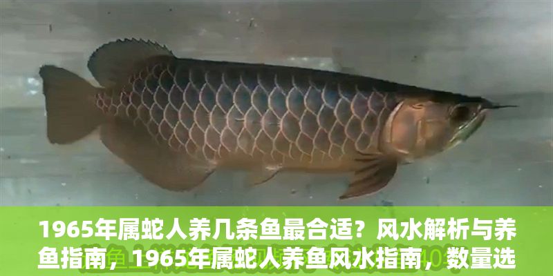 1965年屬蛇人養幾條魚最合適？風水解析與養魚指南，1965年屬蛇人養魚風水指南，數量選擇與運勢解析