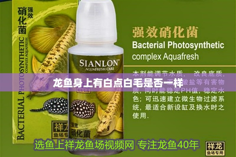 龍魚身上有白點白毛是否一樣