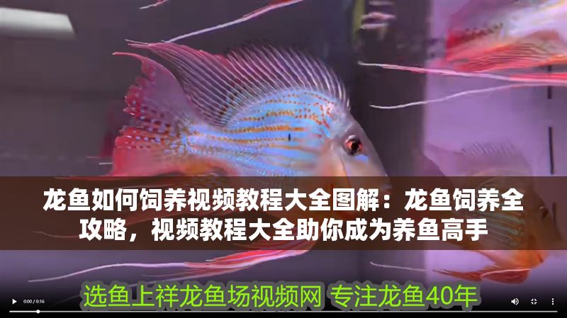 龍魚如何飼養視頻教程大全圖解：龍魚飼養全攻略，視頻教程大全助你成為養魚高手