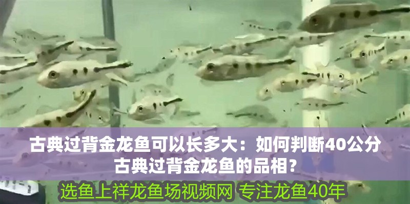 古典過背金龍魚可以長多大：如何判斷40公分古典過背金龍魚的品相？