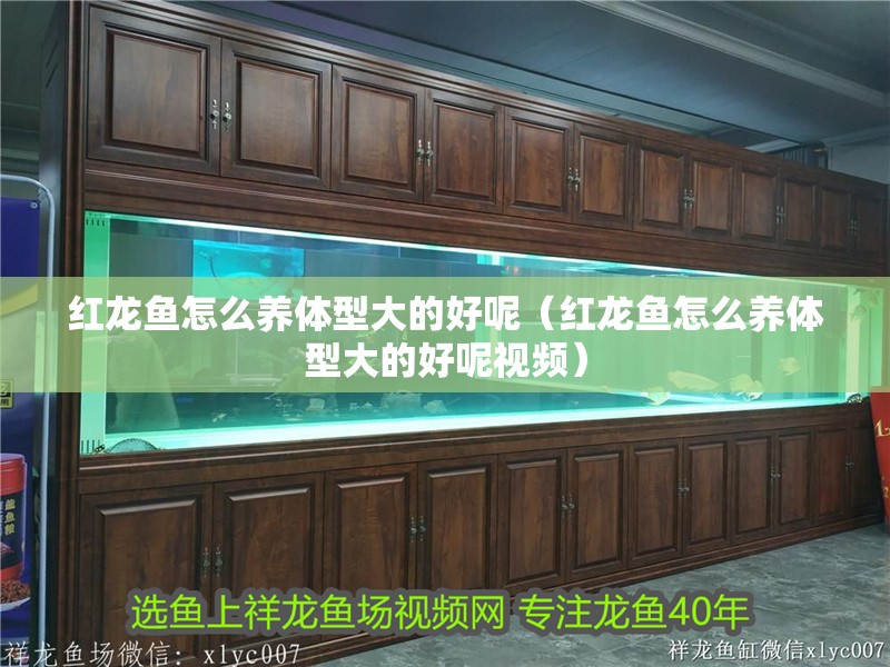 紅龍魚怎么養體型大的好呢（紅龍魚怎么養體型大的好呢視頻）