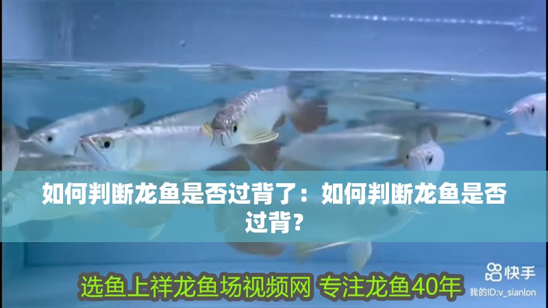 如何判斷龍魚是否過背了：如何判斷龍魚是否過背？