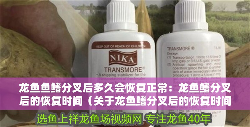 龍魚魚鰭分叉后多久會恢復正常：龍魚鰭分叉后的恢復時間（關于龍魚鰭分叉后的恢復時間）