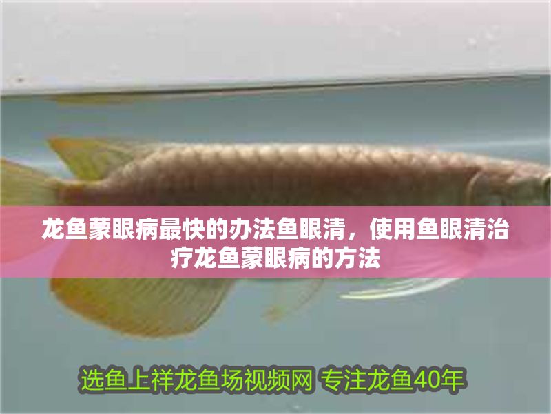 龍魚蒙眼病最快的辦法魚眼清，使用魚眼清治療龍魚蒙眼病的方法