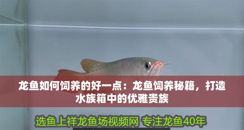 龍魚如何飼養(yǎng)的好一點:龍魚飼養(yǎng)秘籍,打造水族箱中的優(yōu)雅貴族 龍魚百科 第1張 龍魚如何飼養(yǎng)的好一點:龍魚飼養(yǎng)秘籍,打造水族箱中的優(yōu)雅貴族 龍魚如何飼養(yǎng)的好一點:龍魚飼養(yǎng)秘籍,打造水族箱中的優(yōu)雅貴族 龍魚百科 第1張