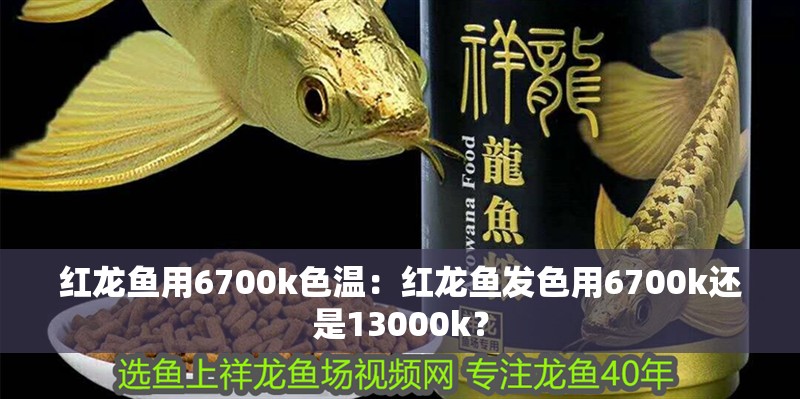紅龍魚用6700k色溫：紅龍魚發色用6700k還是13000k？