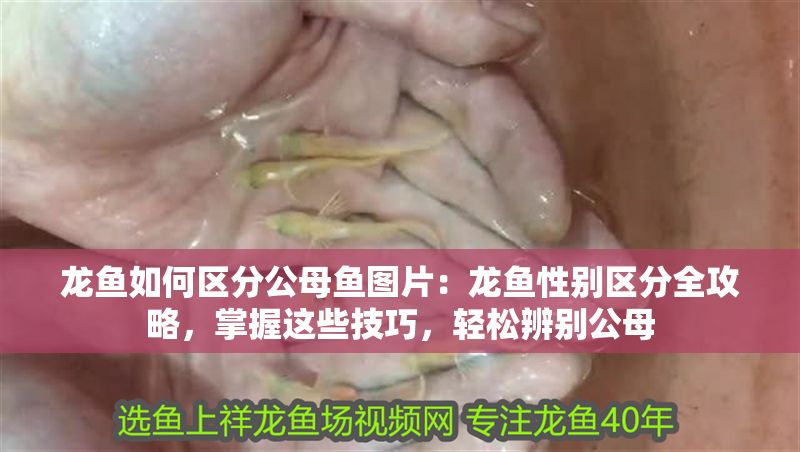 龍魚如何區分公母魚圖片：龍魚性別區分全攻略，掌握這些技巧，輕松辨別公母