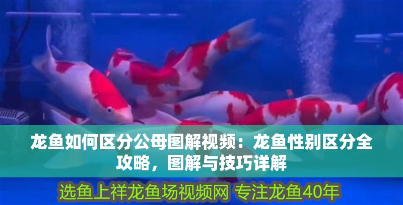 龍魚如何區(qū)分公母圖解視頻：龍魚性別區(qū)分全攻略，圖解與技巧詳解