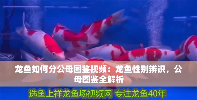 龍魚如何分公母圖鑒視頻：龍魚性別辨識，公母圖鑒全解析