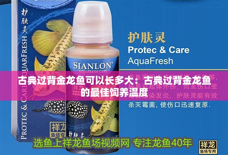 古典過背金龍魚可以長多大：古典過背金龍魚的最佳飼養溫度