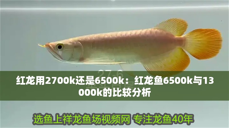 紅龍用2700k還是6500k：紅龍魚6500k與13000k的比較分析