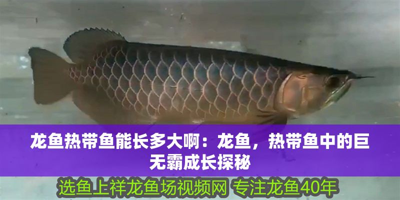 龍魚熱帶魚能長多大啊：龍魚，熱帶魚中的巨無霸成長探秘