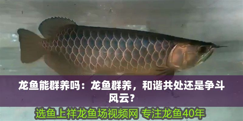 龍魚能群養嗎：龍魚群養，和諧共處還是爭斗風云？