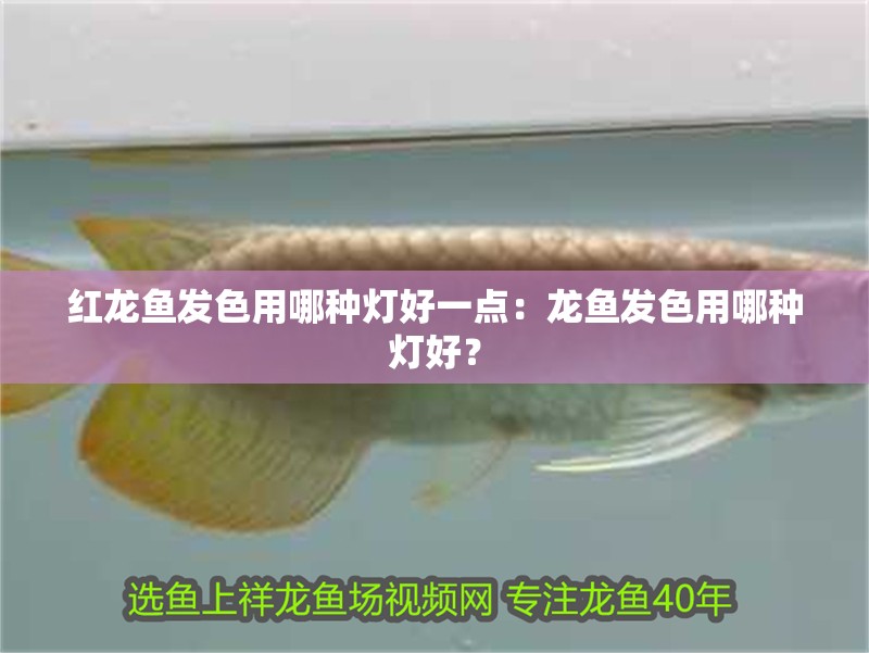 紅龍魚發(fā)色用哪種燈好一點(diǎn)：龍魚發(fā)色用哪種燈好？