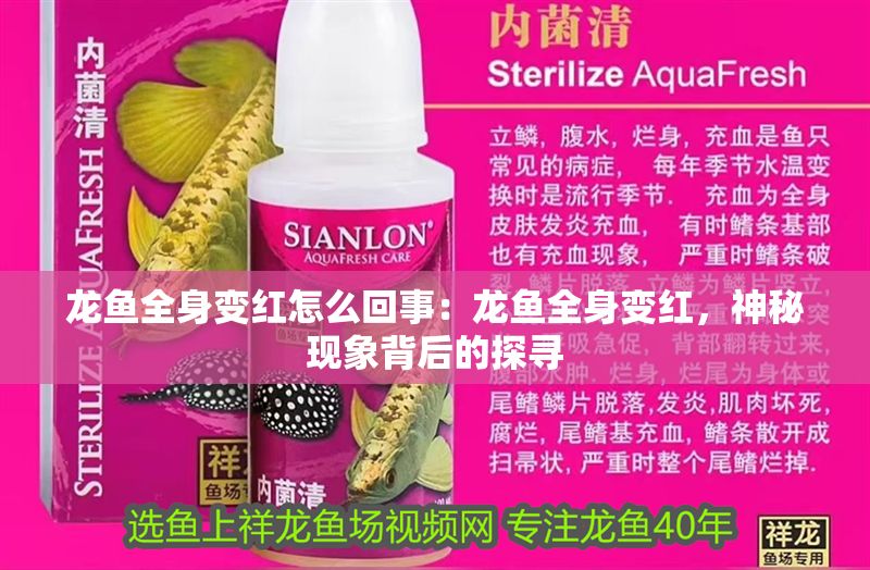 龍魚全身變紅怎么回事：龍魚全身變紅，神秘現(xiàn)象背后的探尋