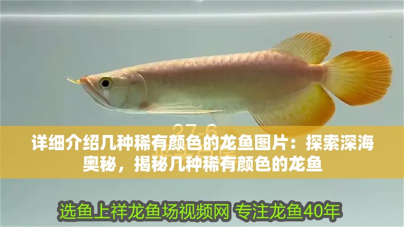 詳細介紹幾種稀有顏色的龍魚圖片：探索深海奧秘，揭秘幾種稀有顏色的龍魚