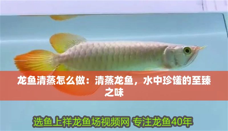 龍魚清蒸怎么做：清蒸龍魚，水中珍饈的至臻之味