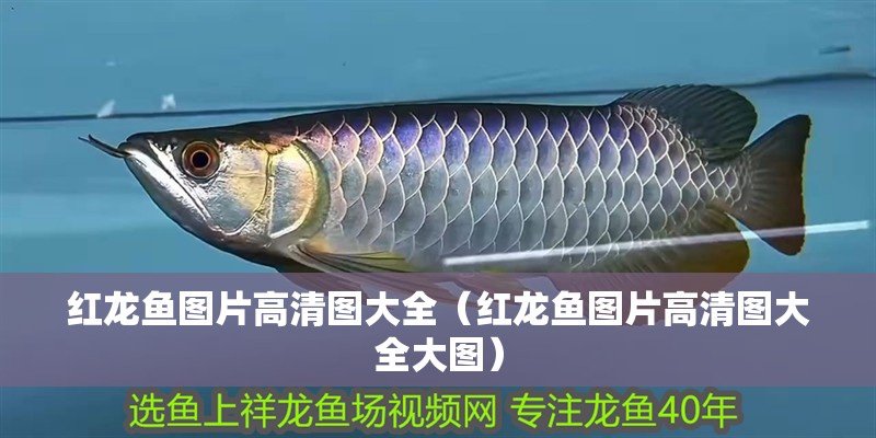 紅龍魚圖片高清圖大全（紅龍魚圖片高清圖大全大圖）