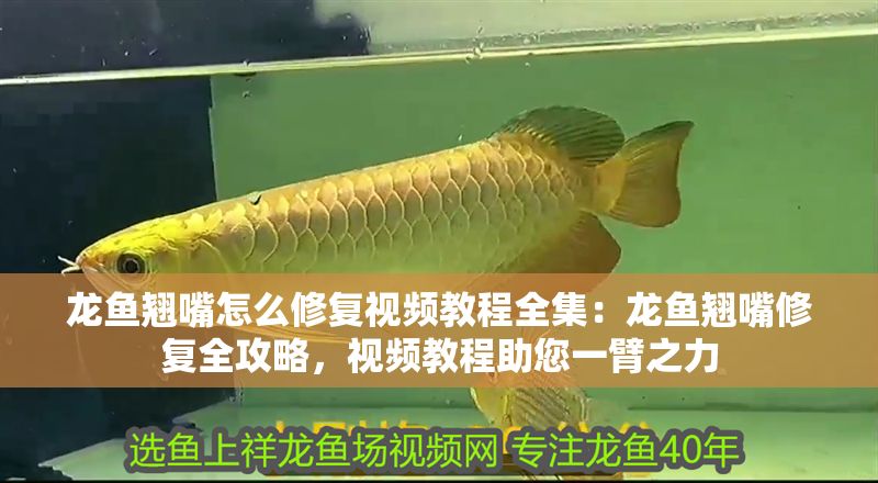 龍魚翹嘴怎么修復視頻教程全集：龍魚翹嘴修復全攻略，視頻教程助您一臂之力