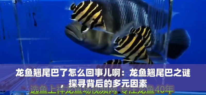 龍魚翹尾巴了怎么回事兒啊:龍魚翹尾巴之謎,探尋背后的多元因素 龍魚百科 第1張 龍魚翹尾巴了怎么回事兒啊:龍魚翹尾巴之謎,探尋背后的多元因素 龍魚翹尾巴了怎么回事兒啊:龍魚翹尾巴之謎,探尋背后的多元因素 龍魚百科 第1張