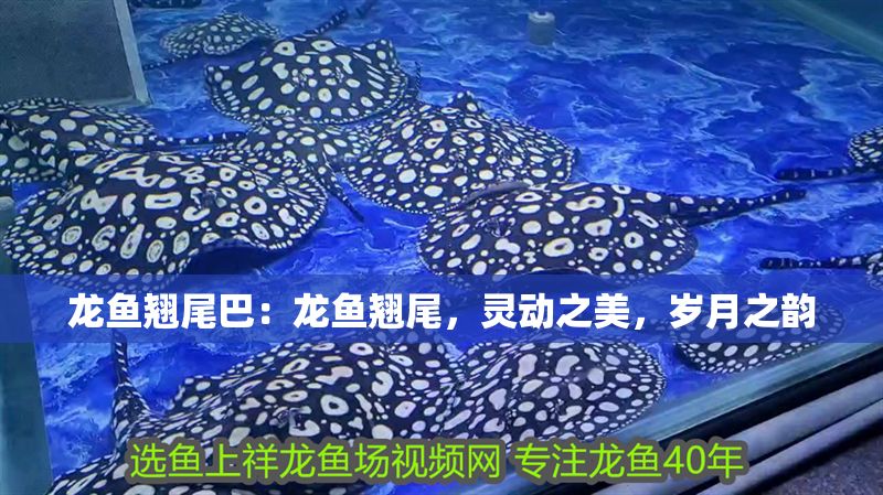 龍魚翹尾巴:龍魚翹尾,靈動之美,歲月之韻 龍魚百科 第1張 龍魚翹尾巴:龍魚翹尾,靈動之美,歲月之韻 龍魚翹尾巴:龍魚翹尾,靈動之美,歲月之韻 龍魚百科 第1張