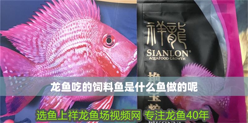 龍魚吃的飼料魚是什么魚做的呢