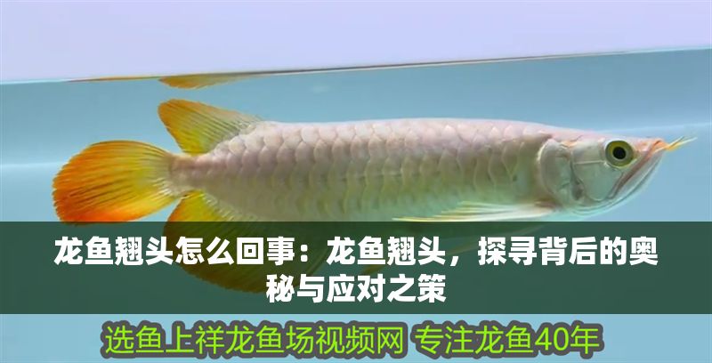龍魚翹頭怎么回事：龍魚翹頭，探尋背后的奧秘與應(yīng)對之策