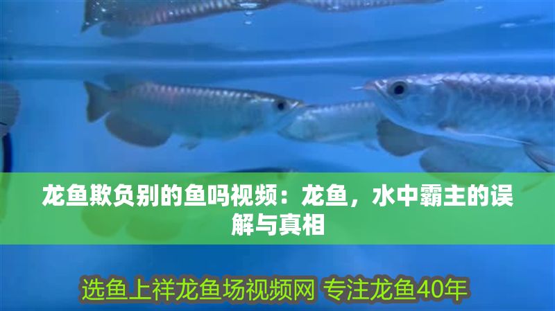 龍魚欺負別的魚嗎視頻：龍魚，水中霸主的誤解與真相