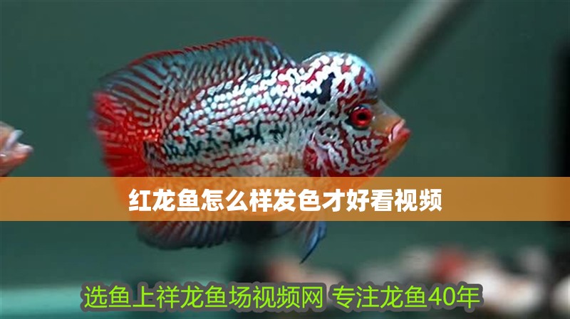紅龍魚怎么樣發色才好看視頻 紅龍魚怎么樣發色才好看視頻 龍魚百科