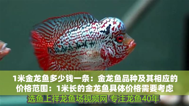 1米金龍魚多少錢一條：金龍魚品種及其相應(yīng)的價格范圍：1米長的金龍魚具體價格需要考慮