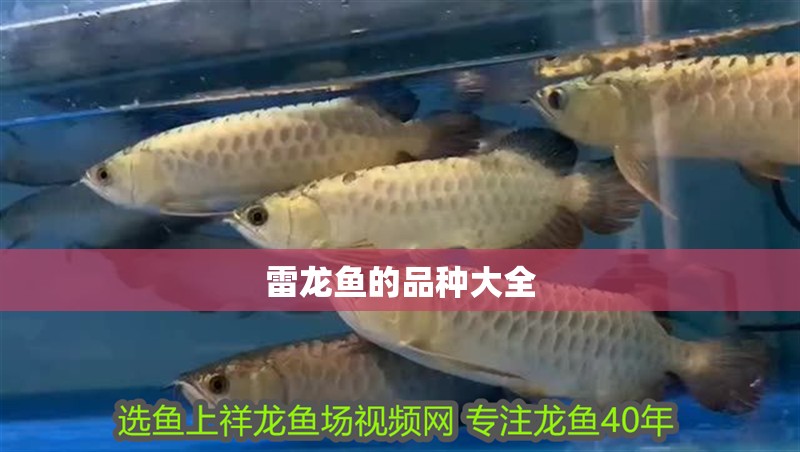 雷龍魚的品種大全