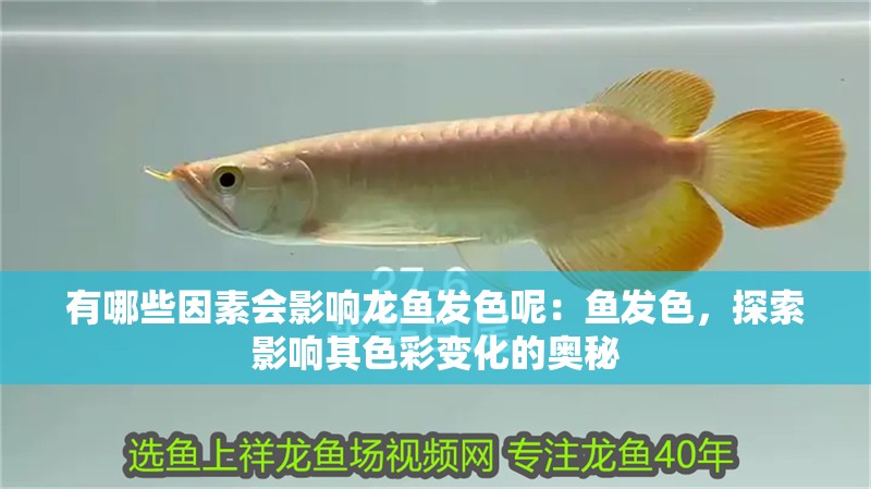 有哪些因素會影響龍魚發色呢：魚發色，探索影響其色彩變化的奧秘