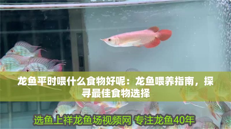 龍魚平時(shí)喂什么食物好呢：龍魚喂養(yǎng)指南，探尋最佳食物選擇