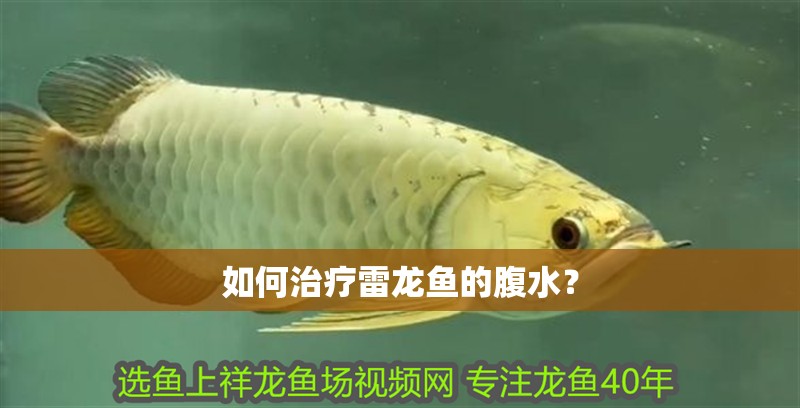 如何治療雷龍魚的腹水？