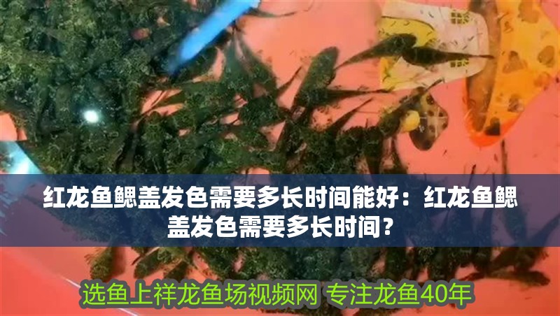 紅龍魚鰓蓋發色需要多長時間能好：紅龍魚鰓蓋發色需要多長時間？
