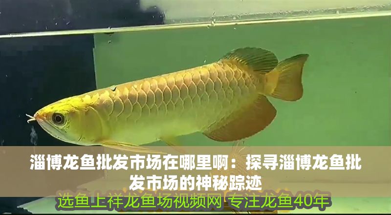 淄博龍魚批發(fā)市場在哪里啊：探尋淄博龍魚批發(fā)市場的神秘蹤跡