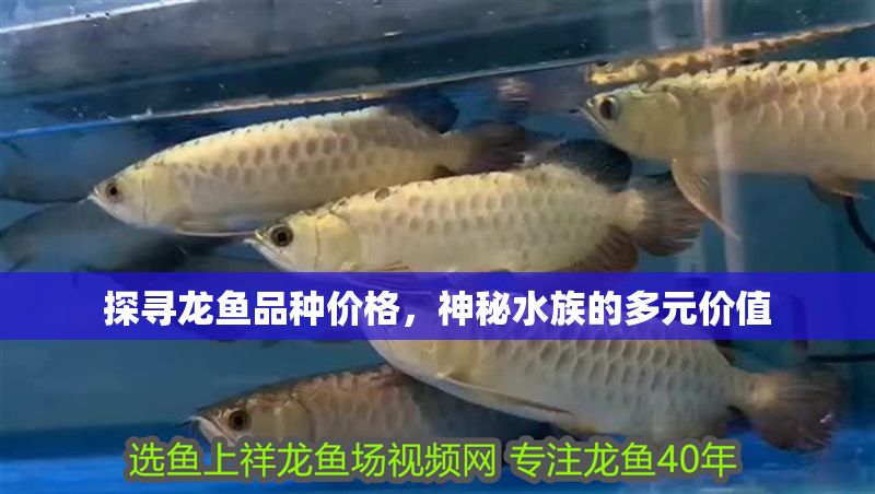 探尋龍魚品種價格，神秘水族的多元價值